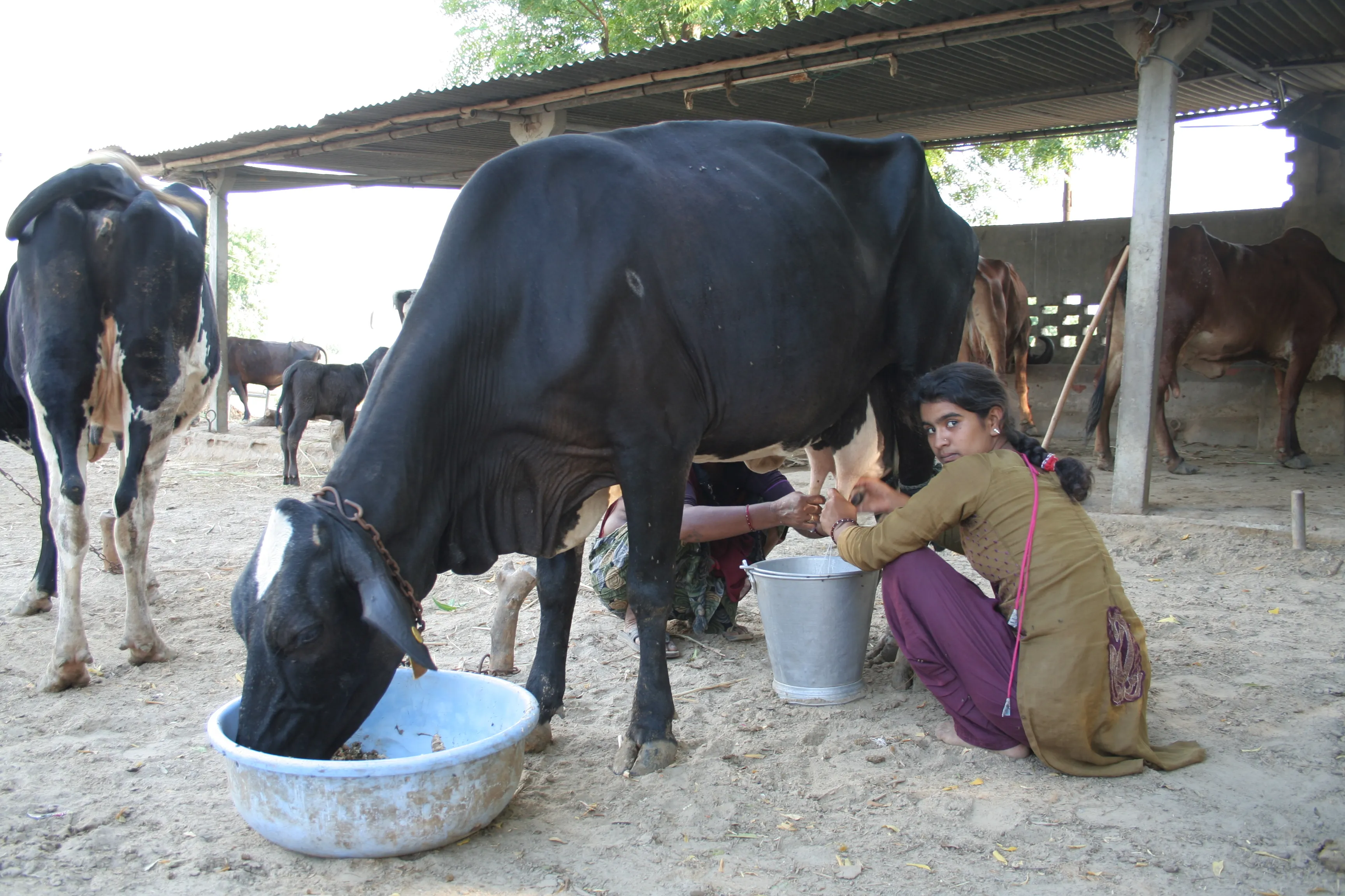 Cow milking. For representational purposes only. (Source: Wikimedia Commons)