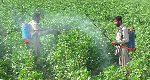 Farmers spraying pesticide over their cotton crop. (Source: Facebook)