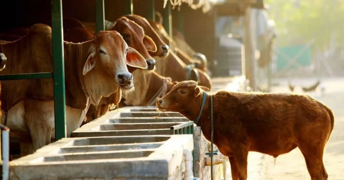 Natural farming leverages locally available resources such as cow dung, cow urine, and plant extracts found on the farm.