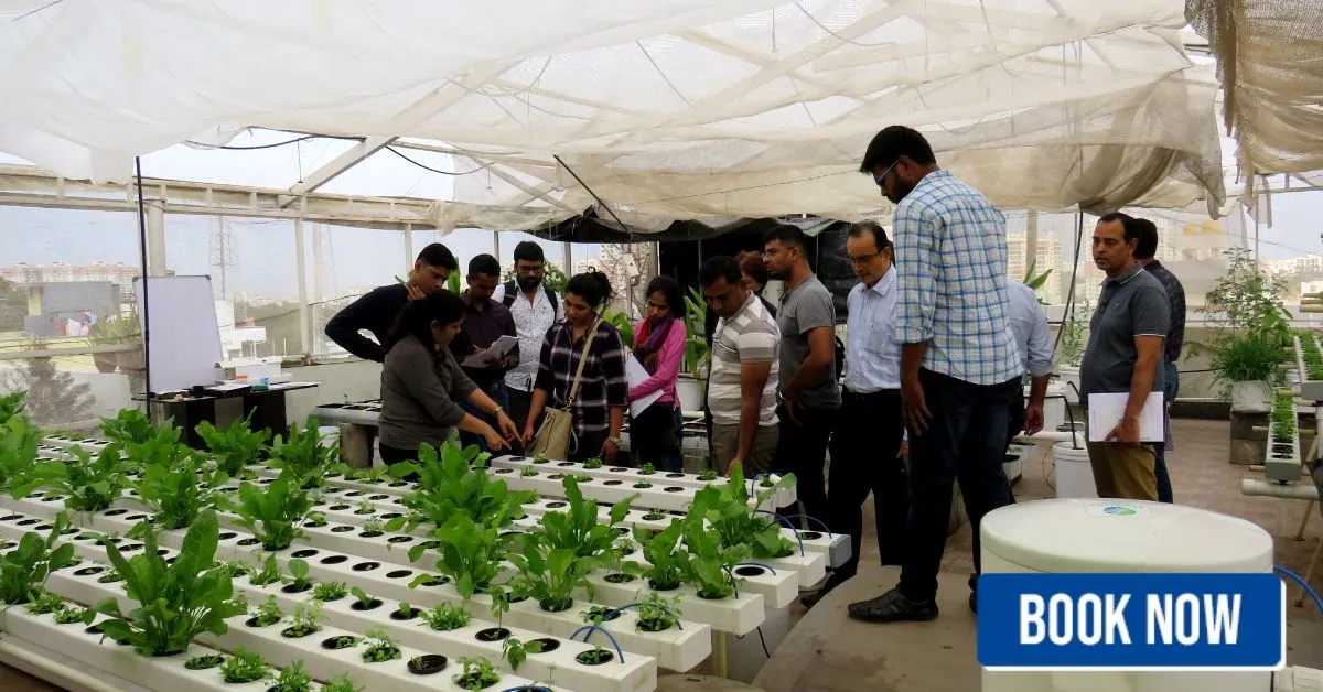 hydrilla hydroponics bengaluru