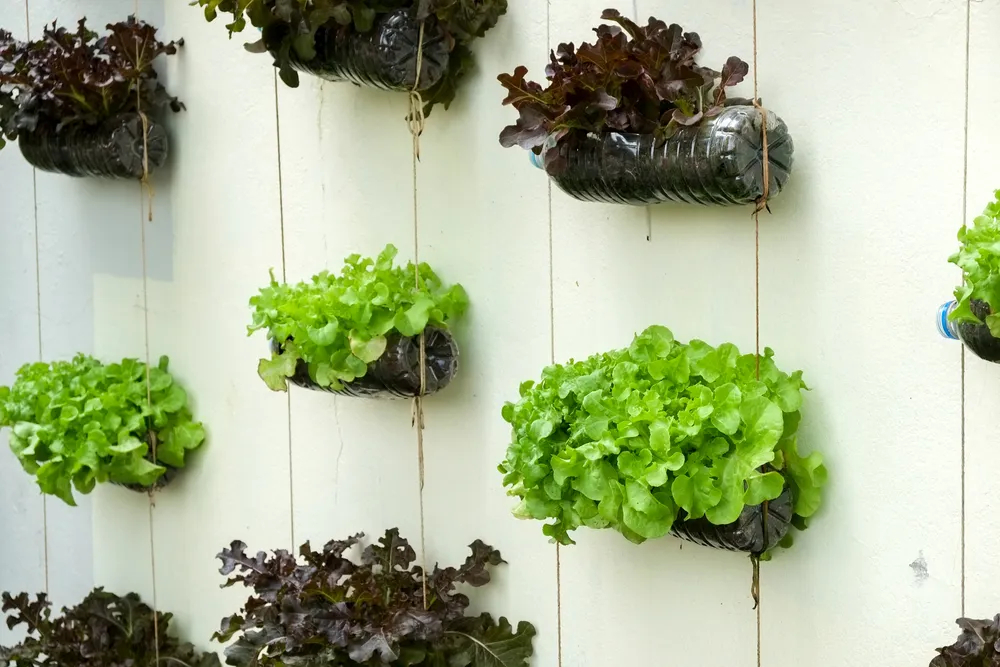 vertical garden