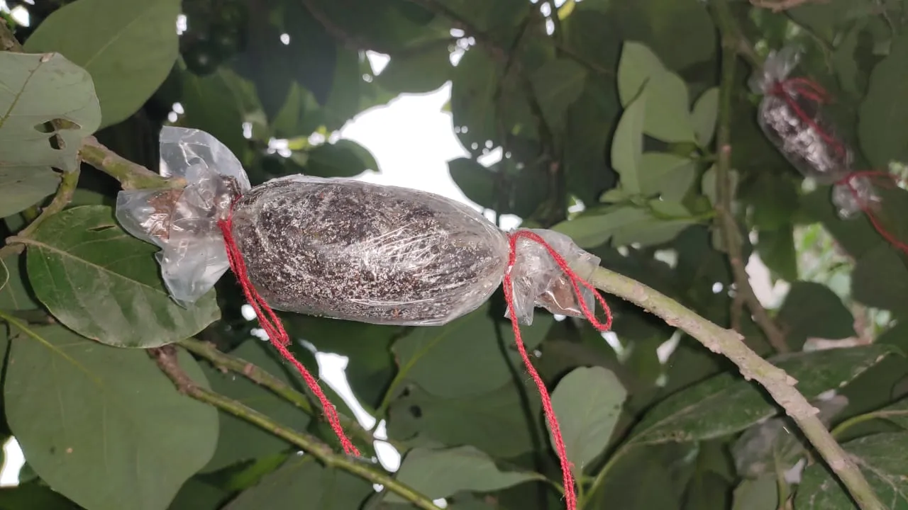 How to Grow Avocados In Your Balcony? 