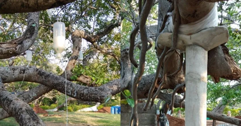 Banyan