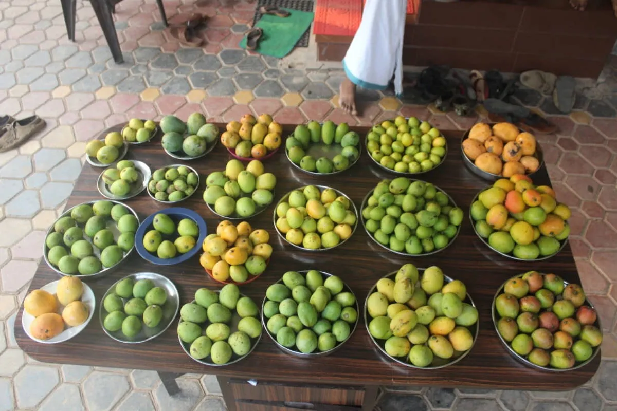 mango