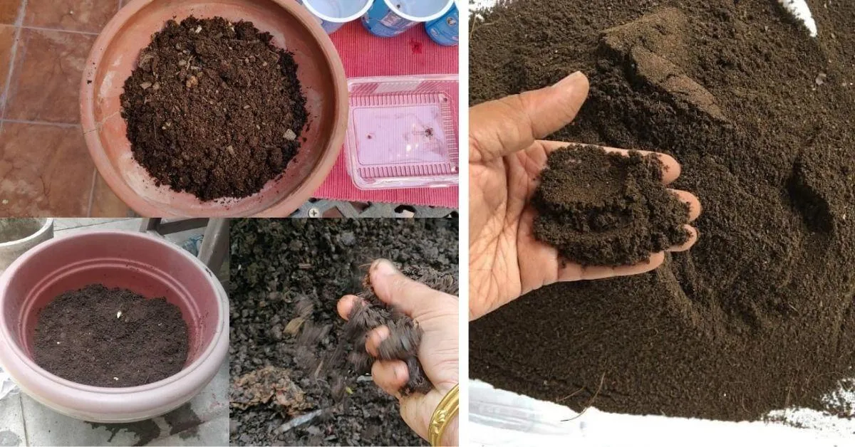 terrace gardening