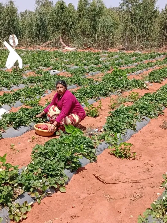 strawberry farming