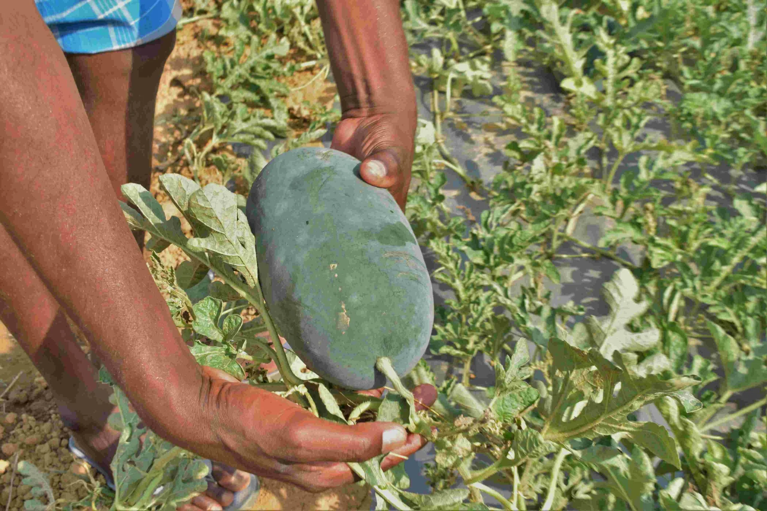 watermelon farming