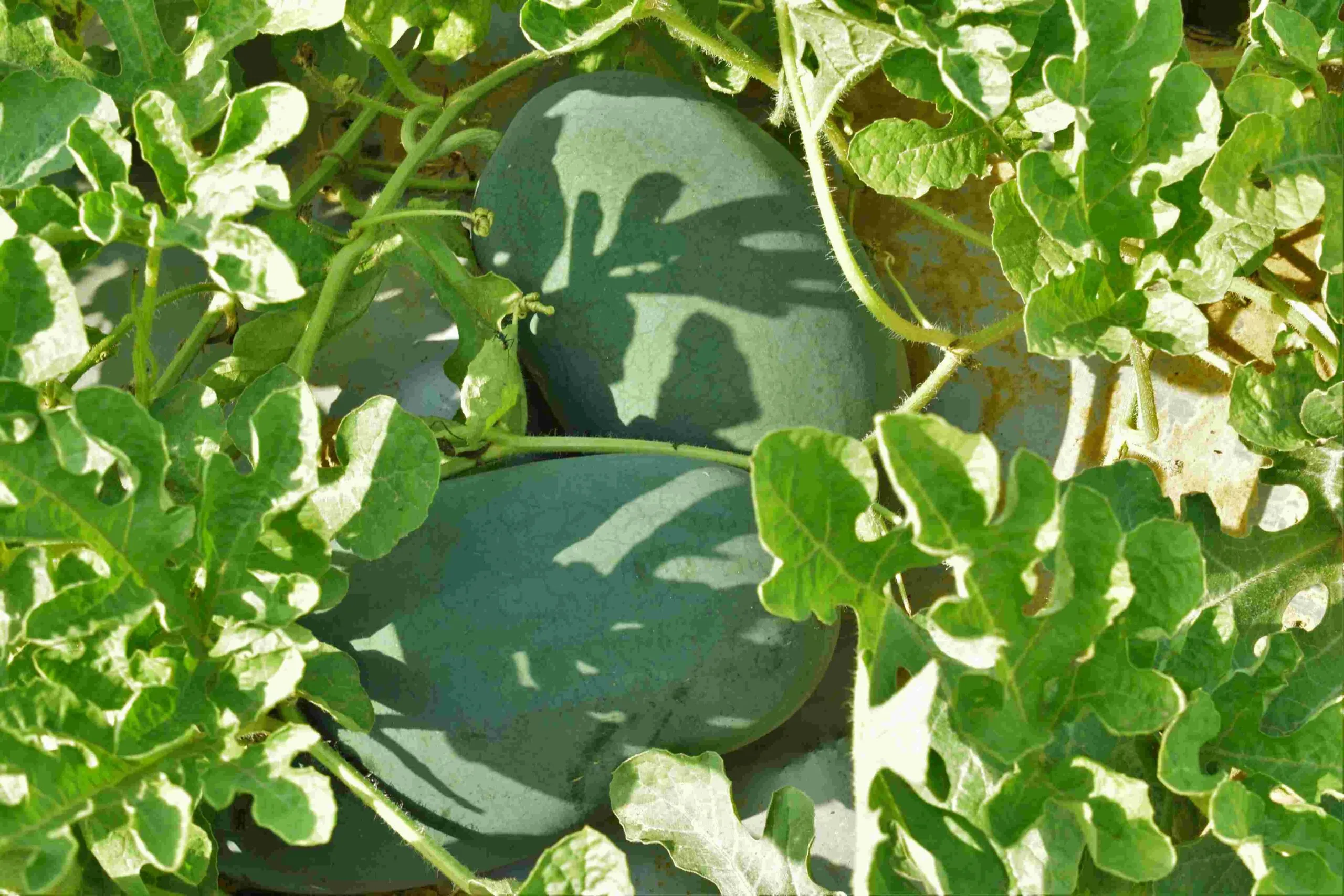 watermelon farming