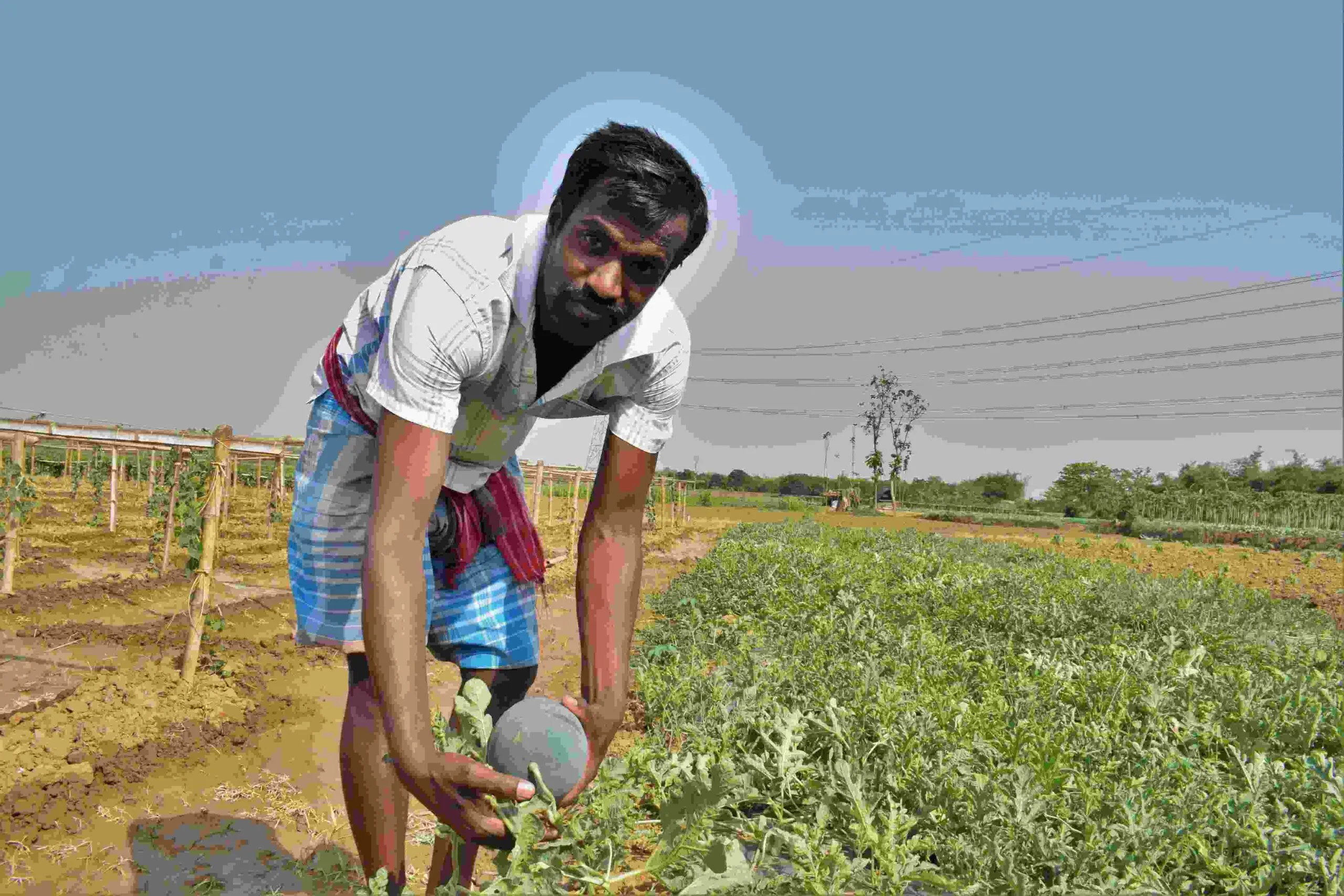 watermelon farming