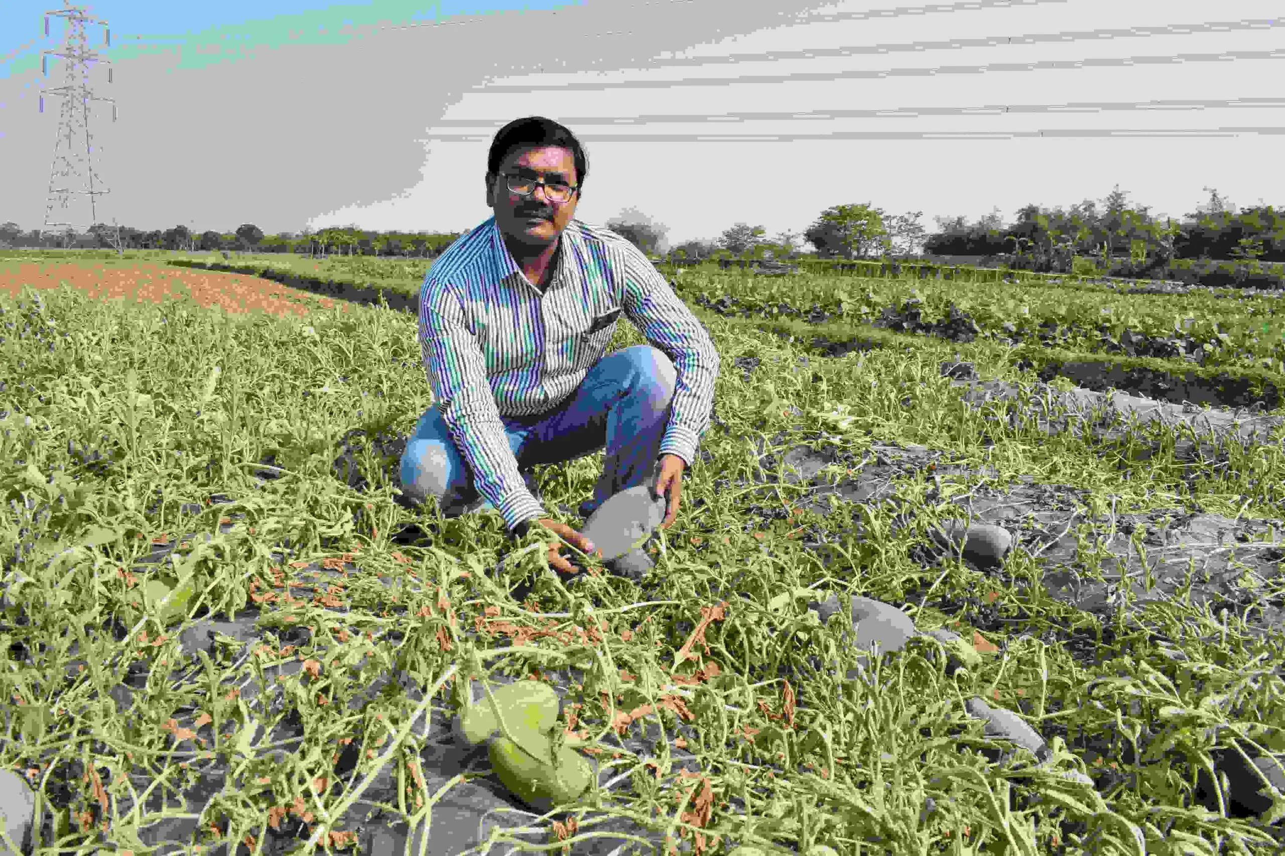 watermelon farming