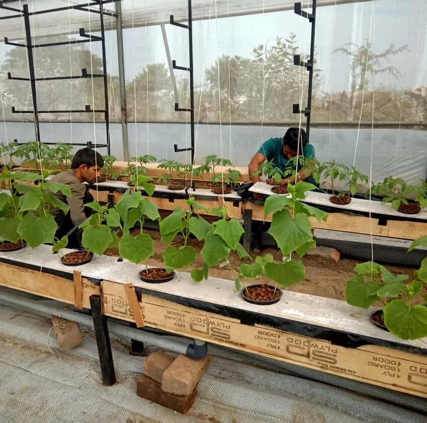 Hydroponics 