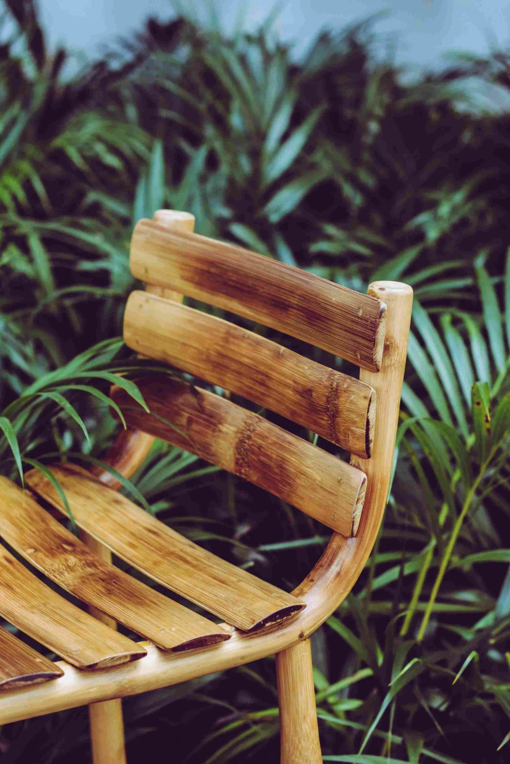 bamboo