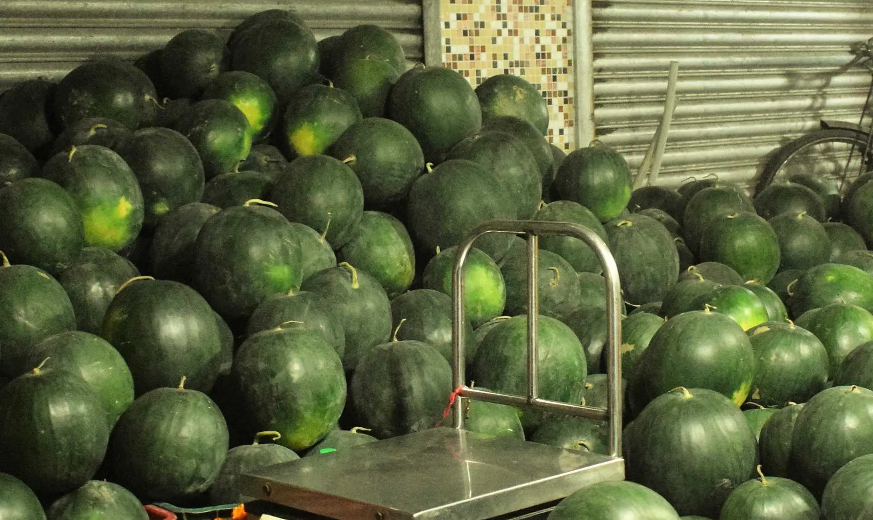 watermelon farming