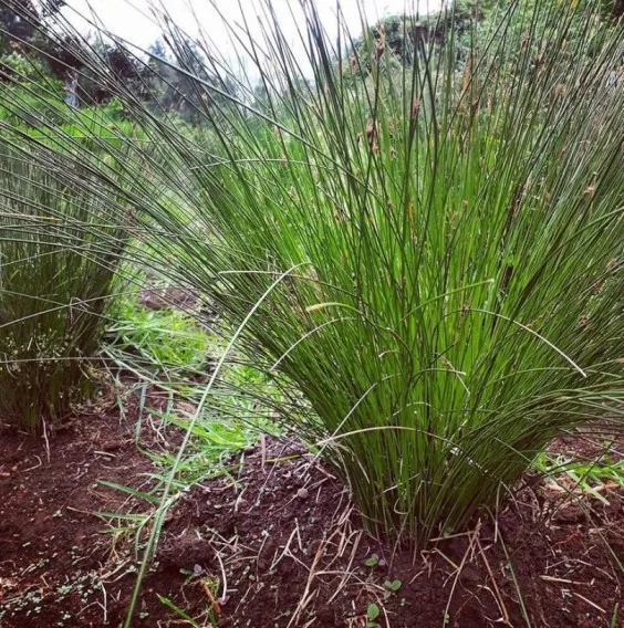 Rare endemic sedge replanted in a spot where it had gone locally extinct.