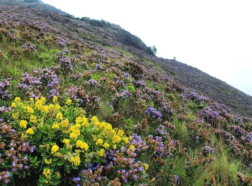 Niligiri grasslands played a crucial role in holding the soil together, keeping water clean and mountains intact.