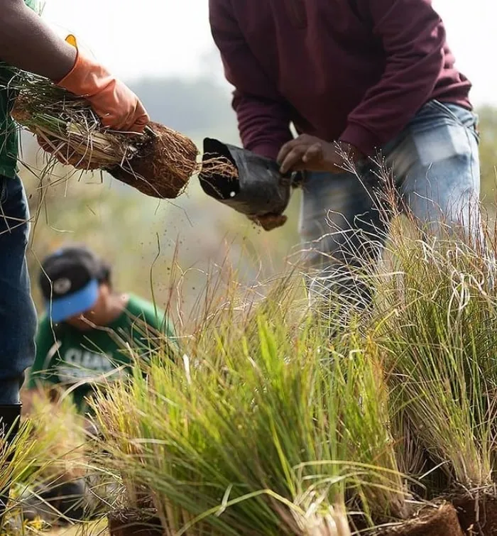Bosco's Upstream Ecology grows native species of grasses and trees to restore the hills