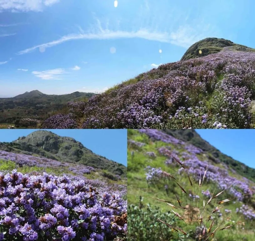 In the last seven years, Bosco has been working on 200 acres of the plateau