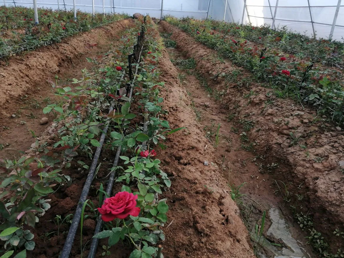 Rose saplings being watered using drip irrigation method at Rajput sisters' poly house in J&K's Udhampur