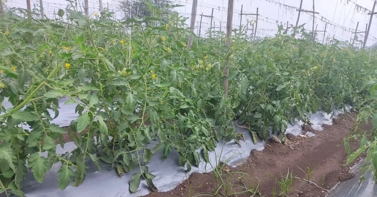 Tomato farm