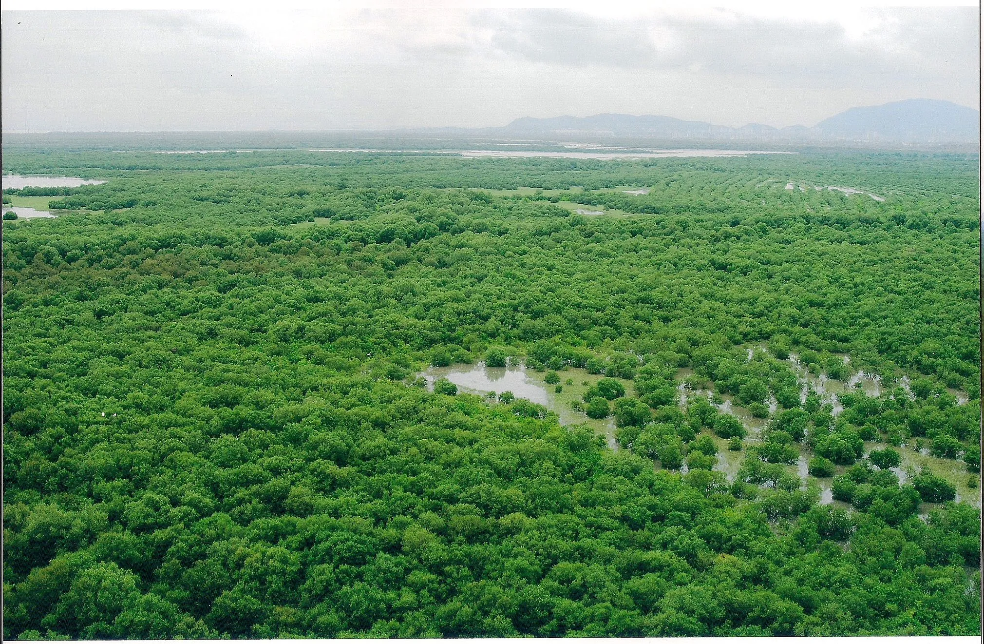 Mumbai Mangroves