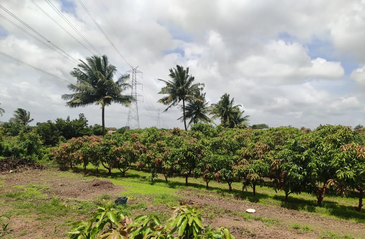 Alphonso mango farms