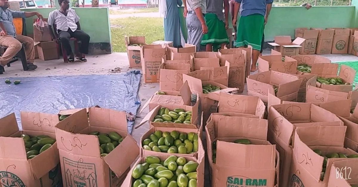 Assam farmers pack lemon for exports