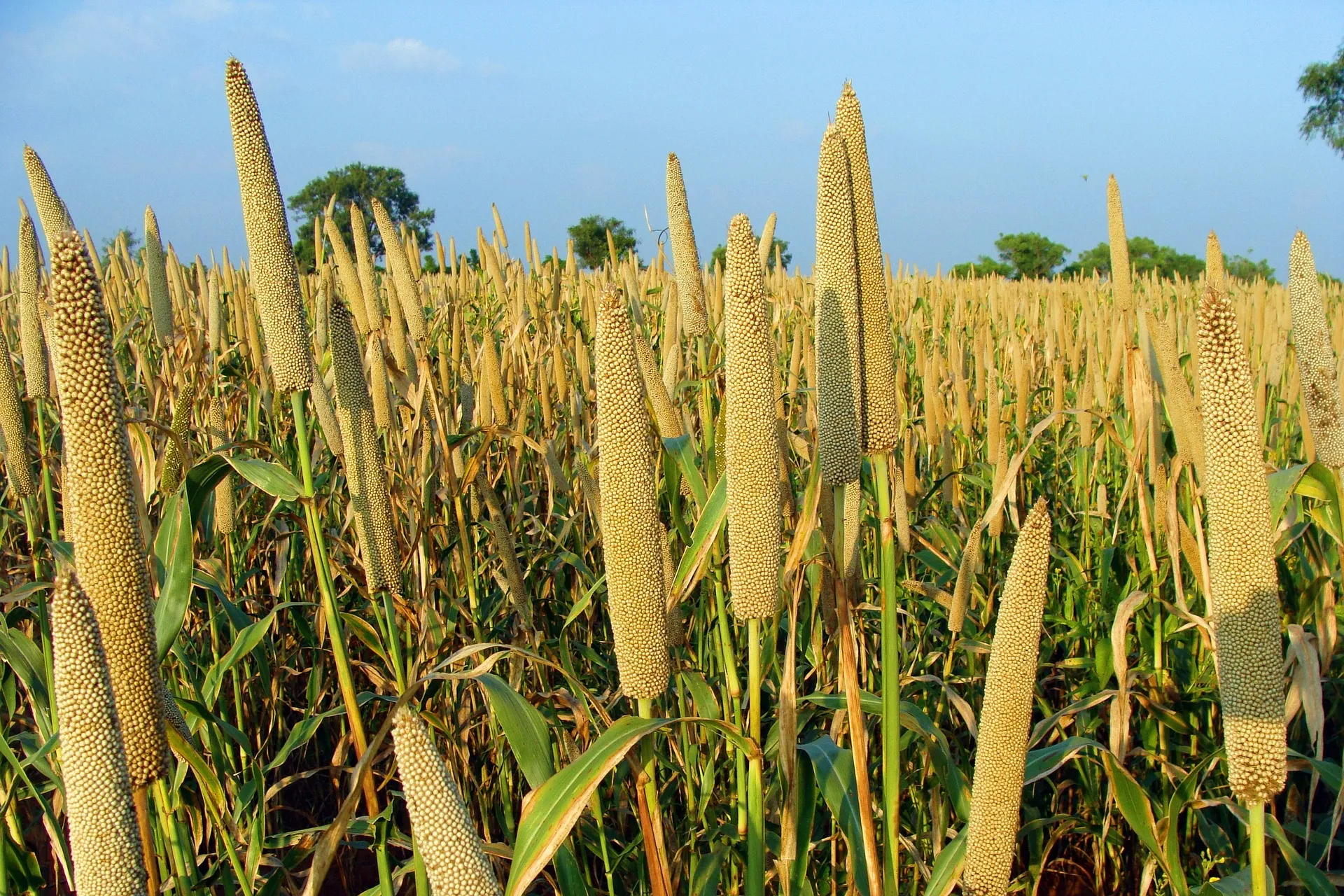 Pearl millets growing in a farm