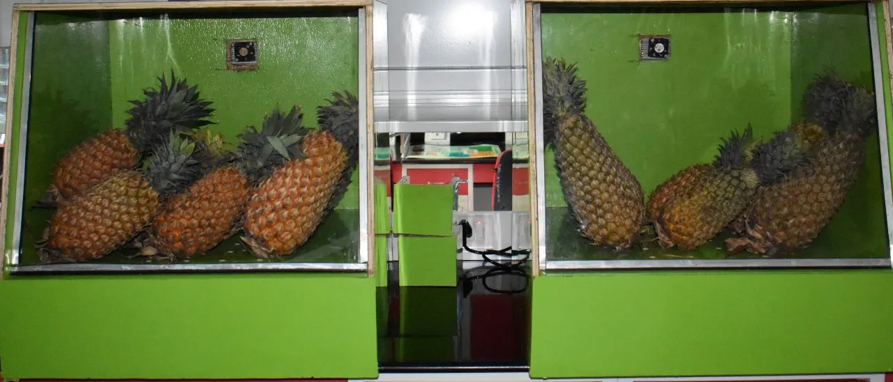 Pineapples placed in the 'Shelf life enhancer'