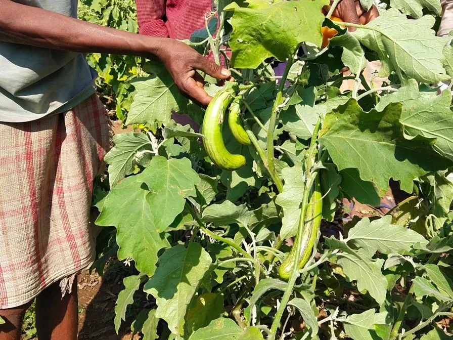 Farmers in Nandurbar in their kitchen garden with brinjal plants