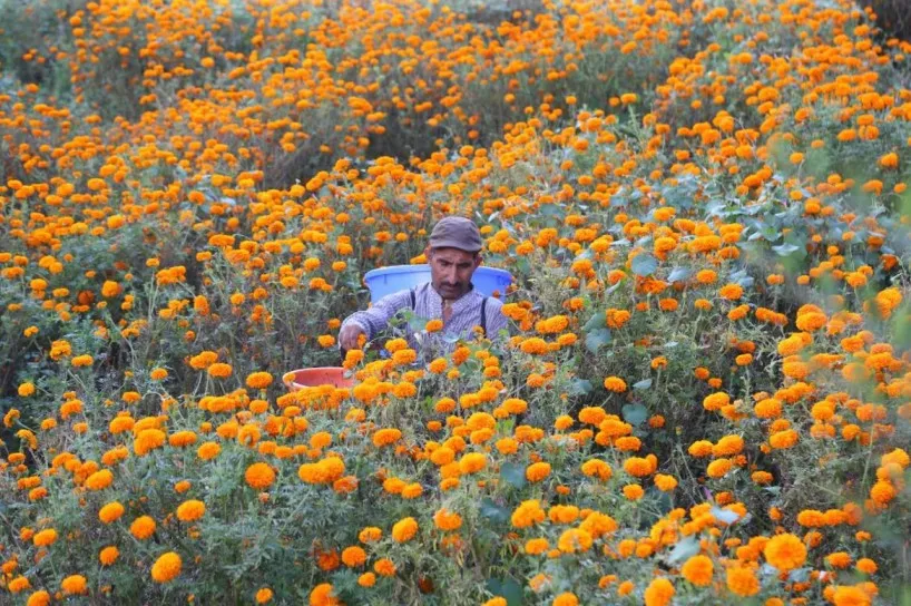 Marigold farming