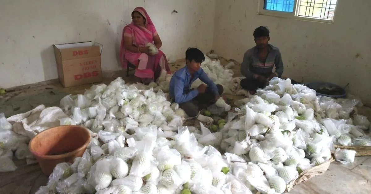 Thai guava Dinesh Baggad bumper guava farmer success story