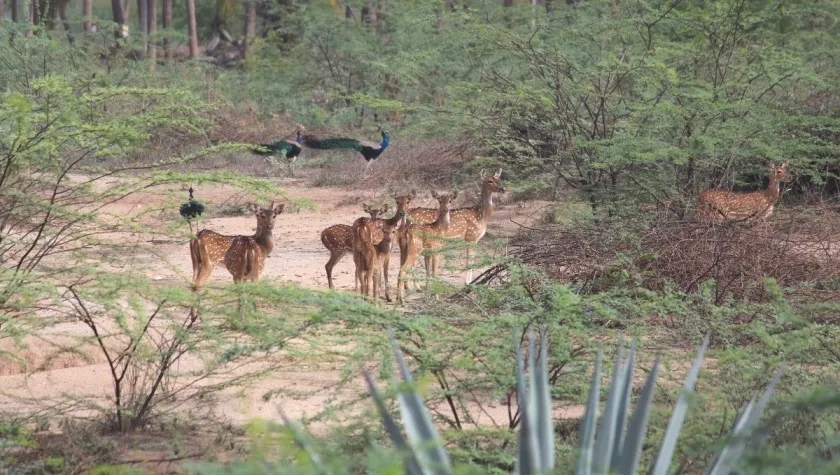 Spotted deer wildlife conservation species