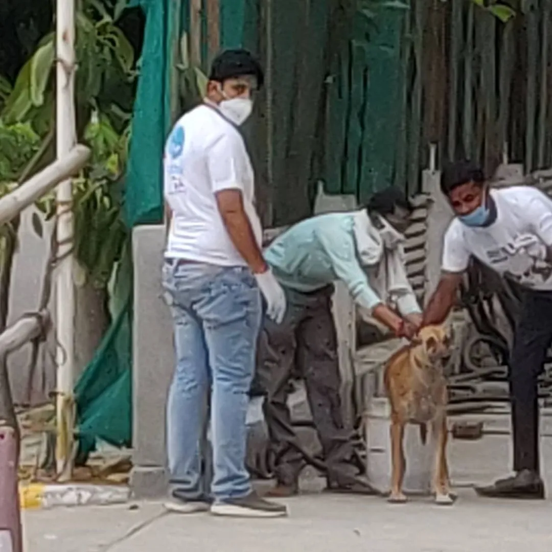 Dogs 