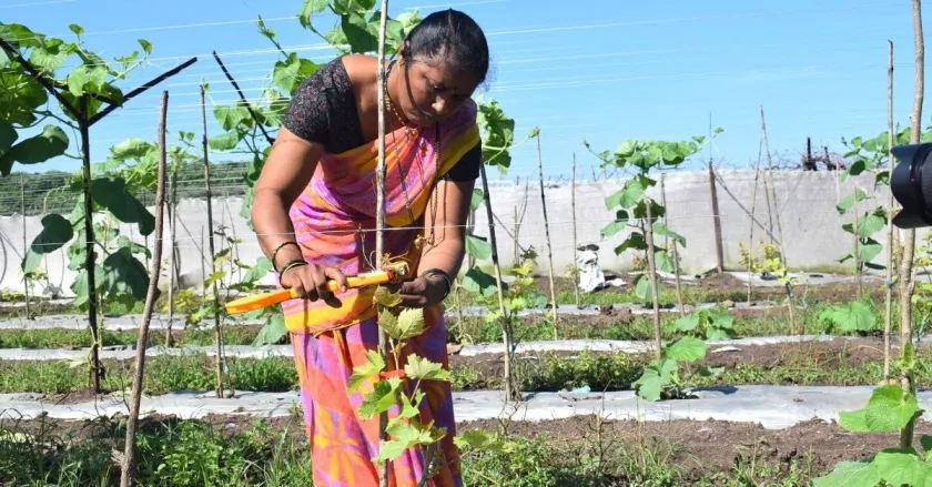 sahyadri farms farmer success story 