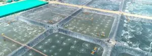 Techie Quits Job for Aquafarming, Uses Innovative Biofloc to Get Record Harvest