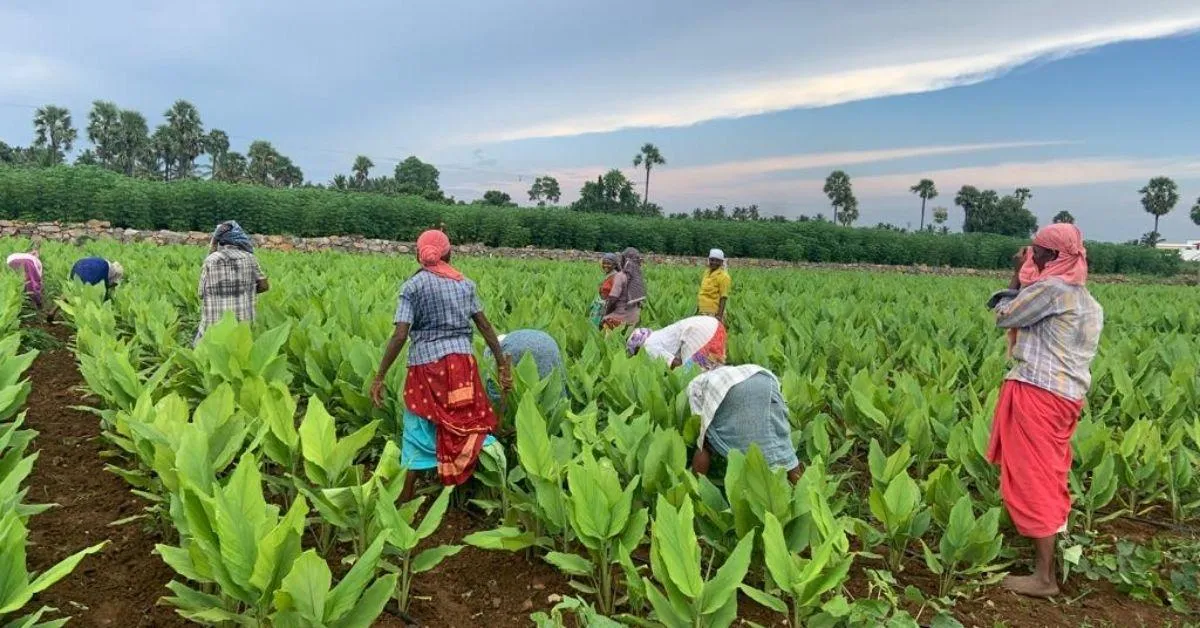 Farmer at the turmeric farm