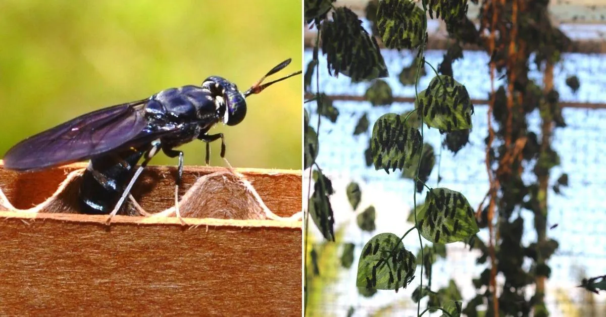 BSF converts food waste into protein for animals 
