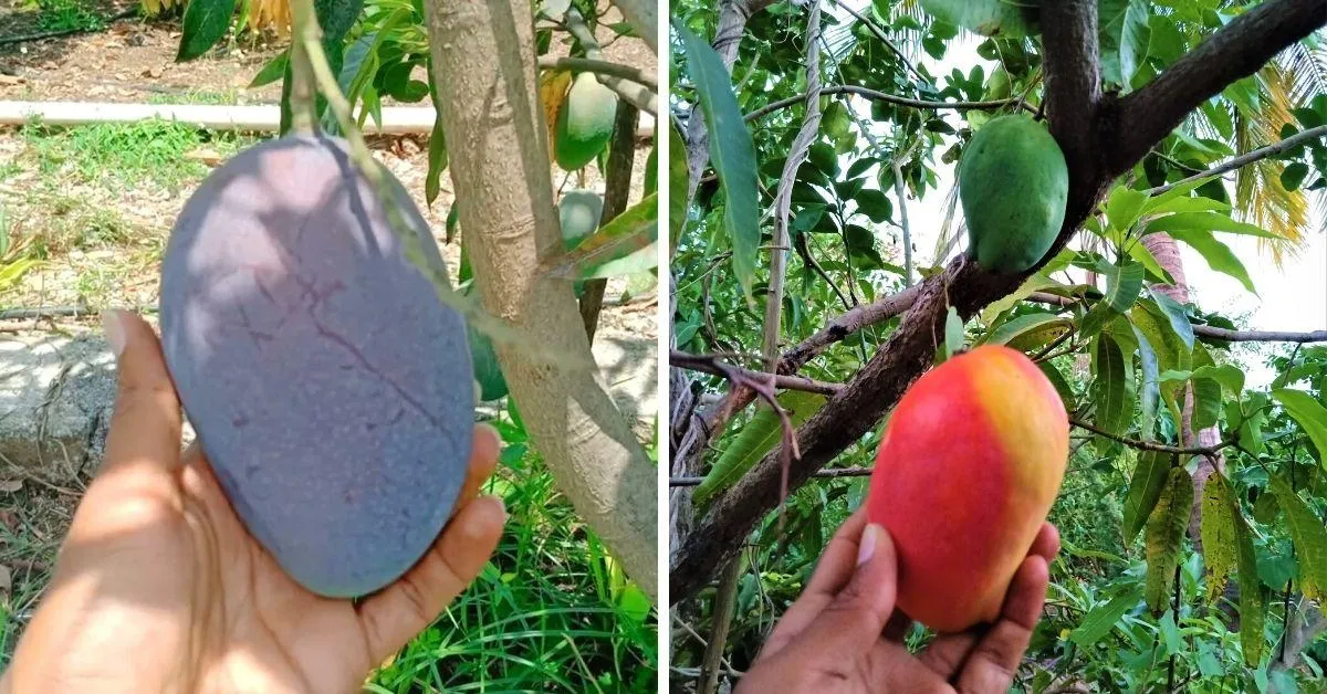 Anil Mango Farm House Gir national park