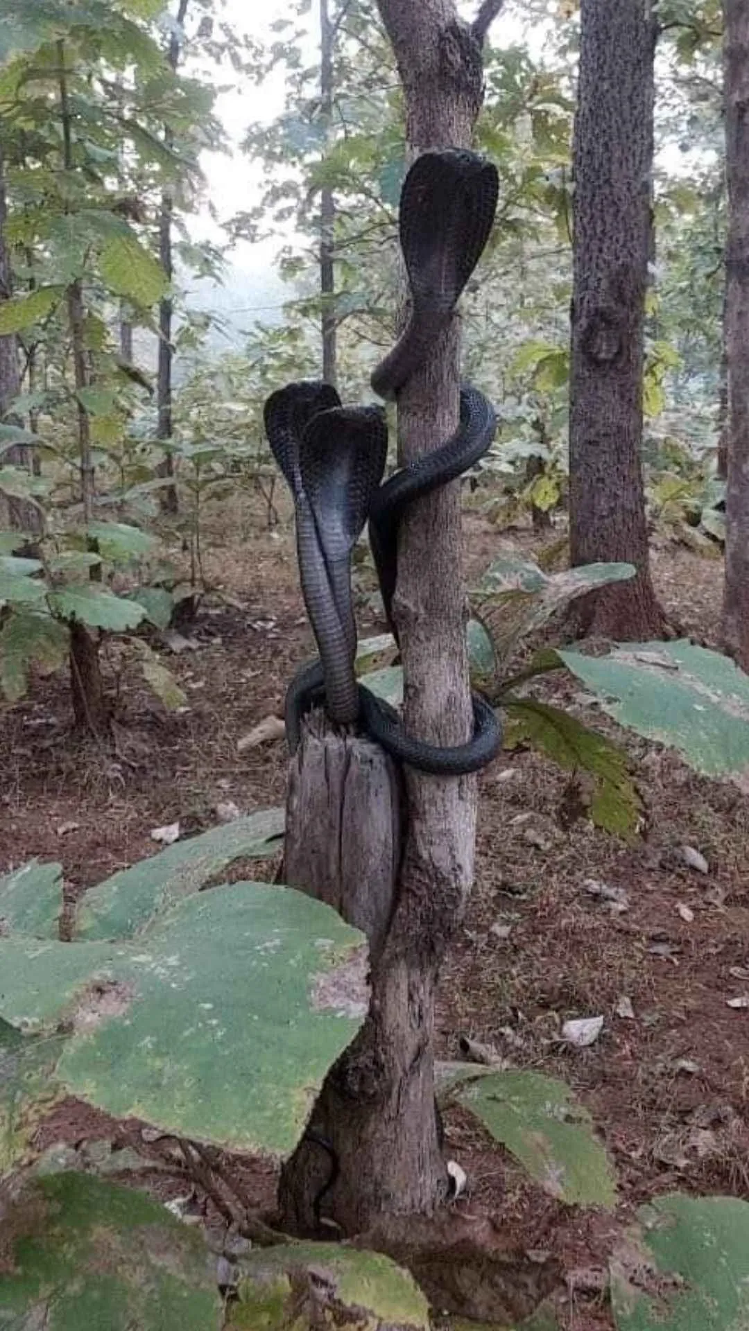 Harisal Forest, Maharashtra