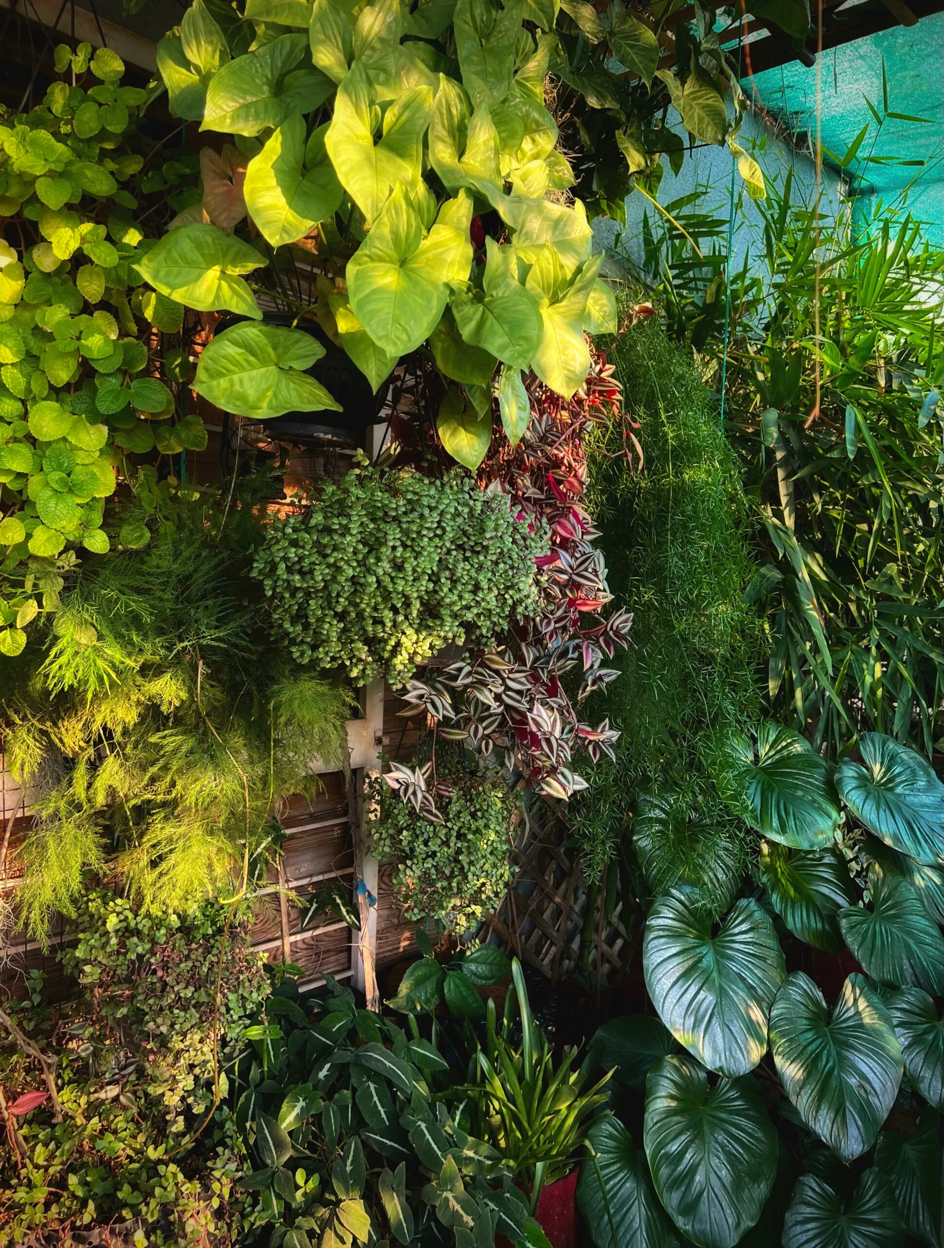 Pune Data Scientist Grows a Mini Forest With Over 500 Plants In Her Balcony