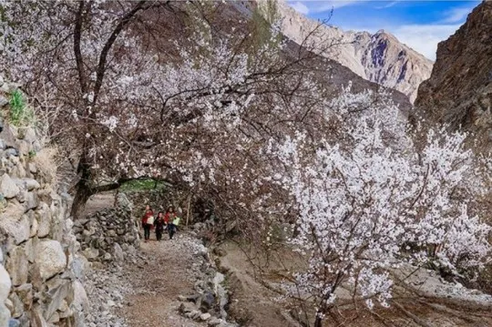 Fruit picking destinations in India - Apricots in Ladakh