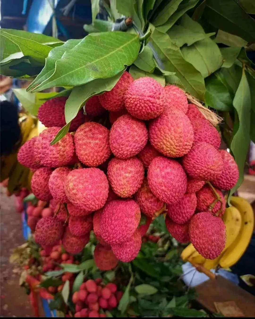 litchi