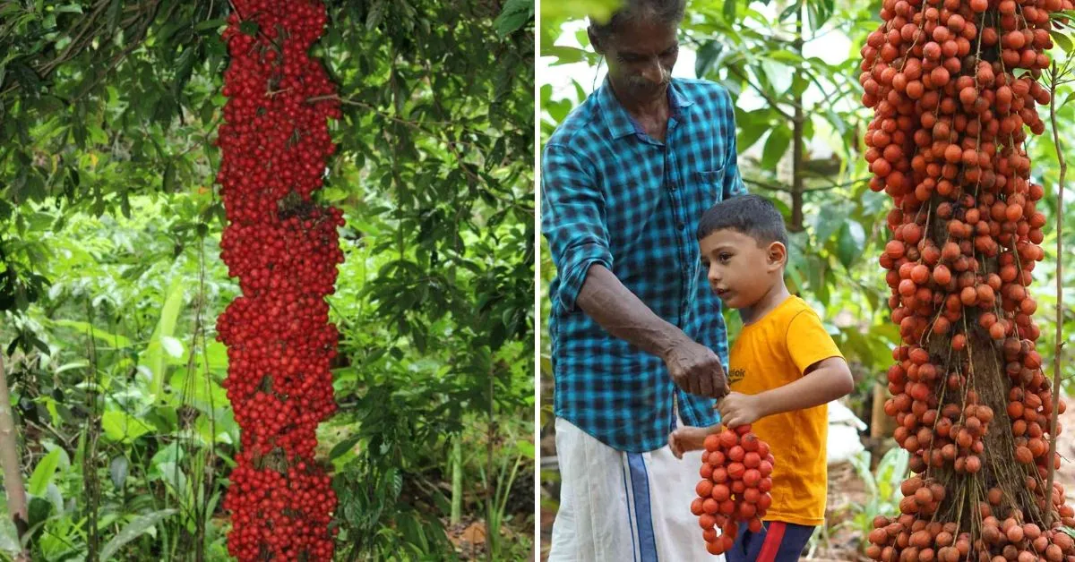 A mooti tree bearing fruits at Baby Abraham's farm in Idukki.