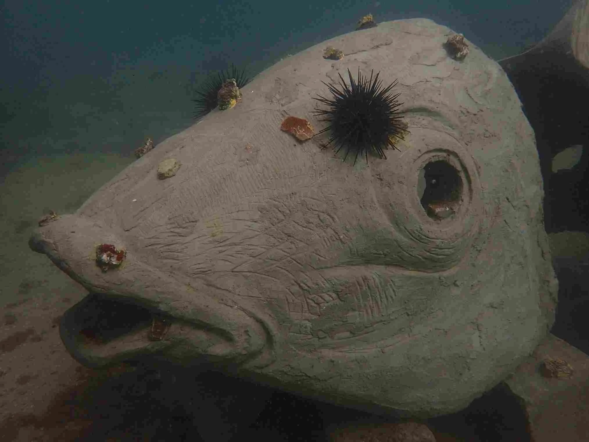 The wonders of the ocean
