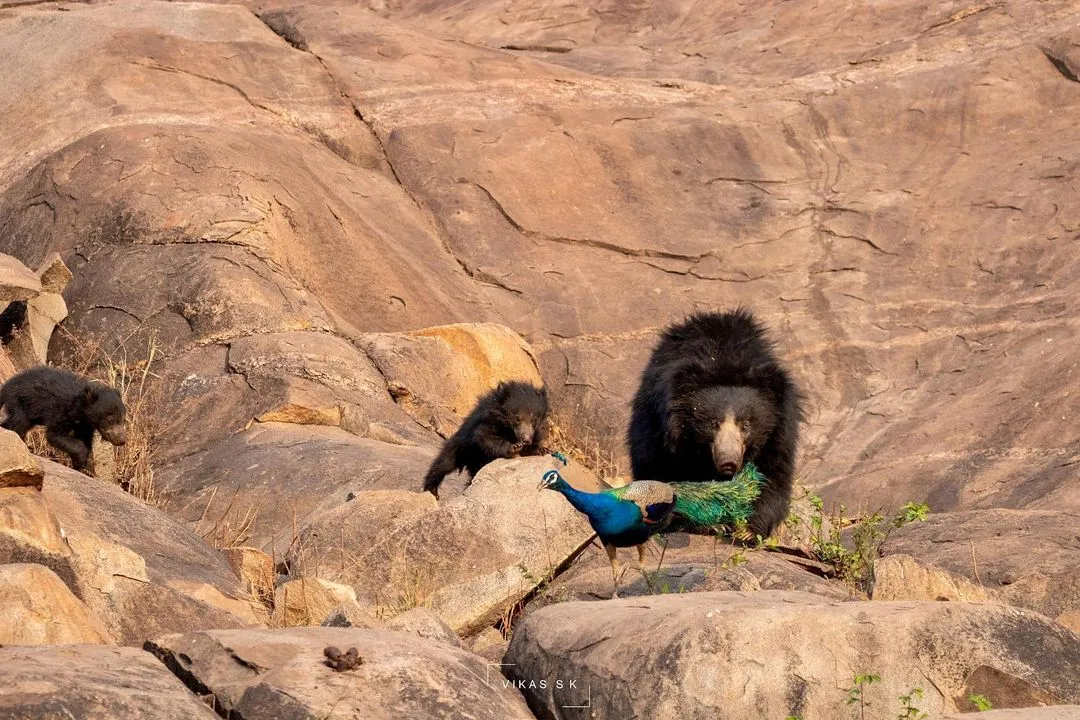 Sloth bears at Daroji Slothe Bear Sanctuary, Karnataka. </p>
<p>