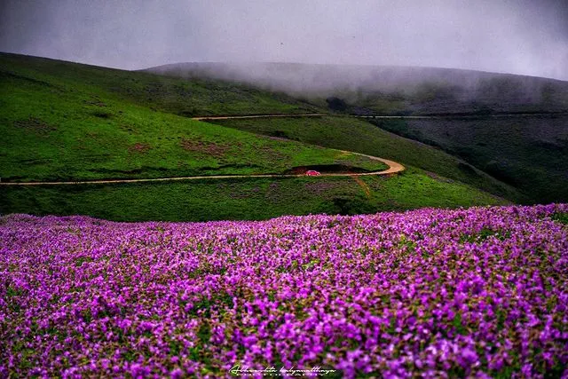 Neela kurinjis in full bloom at Chikmagalur.