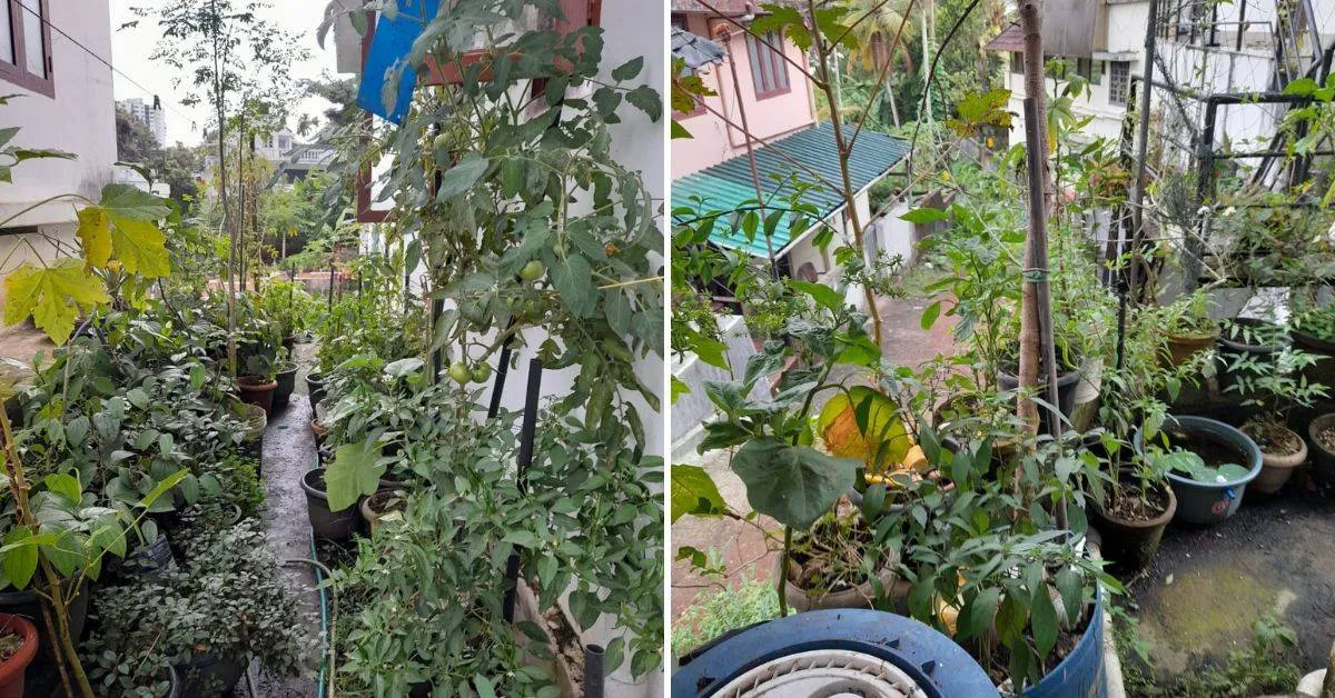 Mini's vegetable garden around the house.