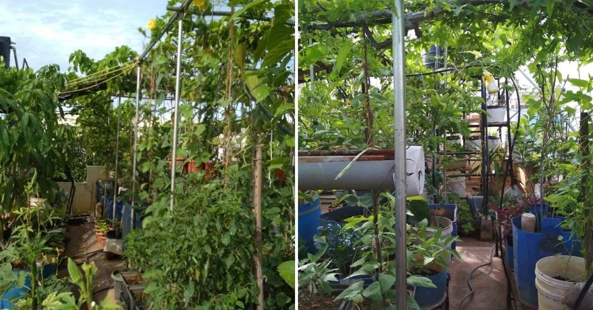 A view of Lizy John's terrace garden