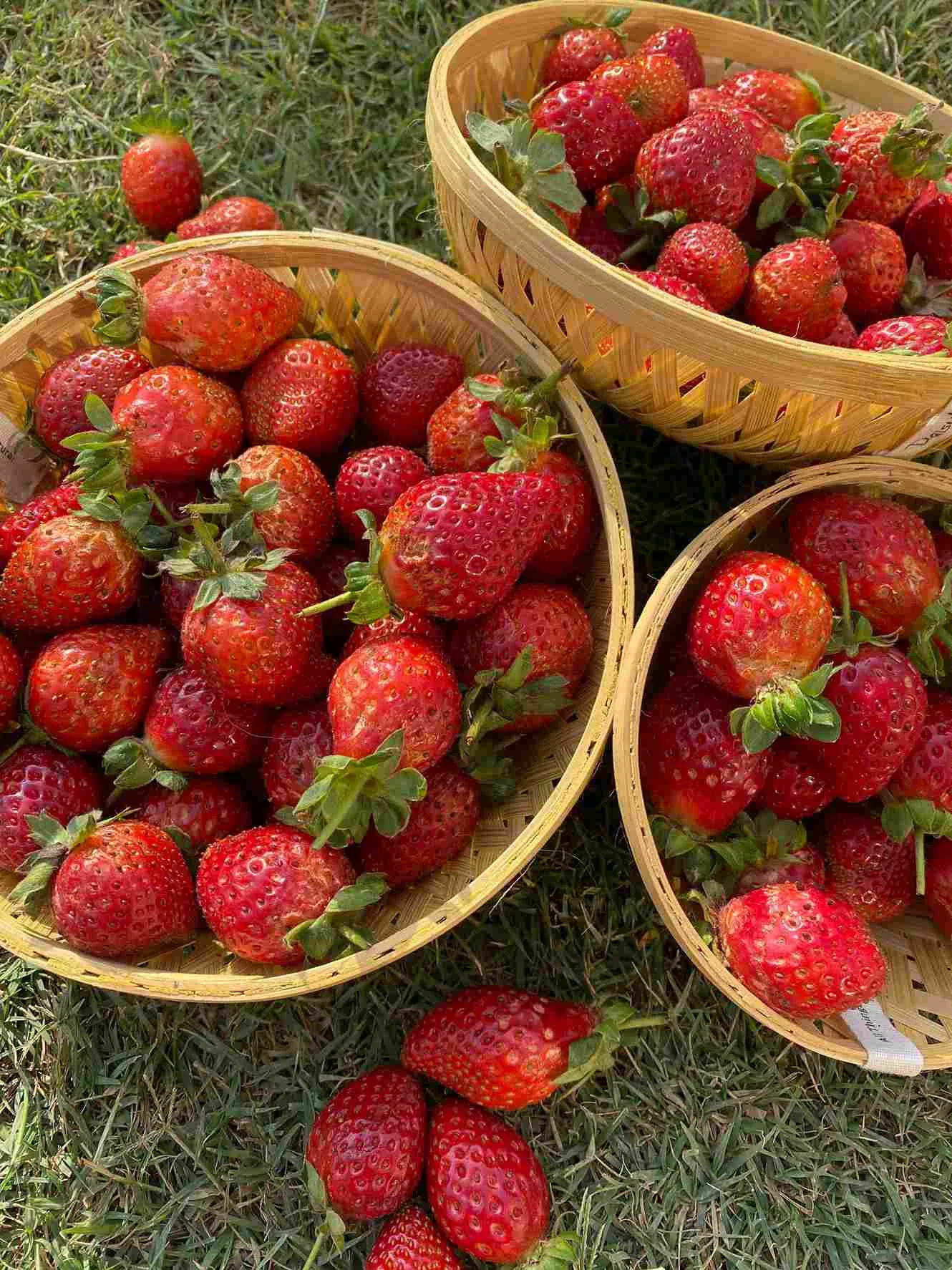 Strawberries are one of the hit favourites at MharoKhet