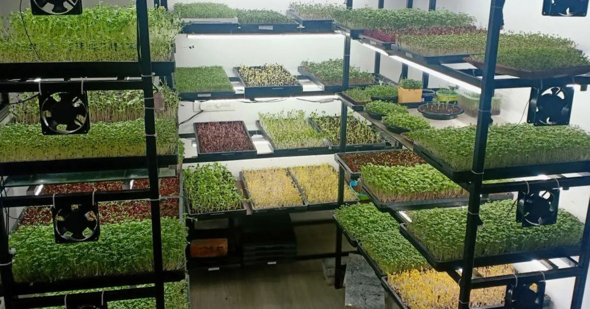 Microgreens in food grade trays are grown in controlled environment.